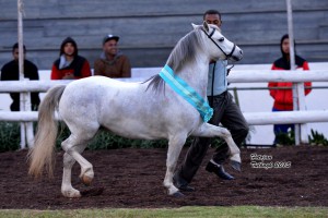 2015 Tulbagh Supreme Champion in-hand